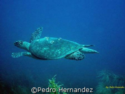 Hawksbill Turtle,Parguera, Puerto Rico by Pedro Hernandez 